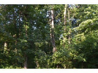 Property photo 43 - 64 Acre Farm Offered in 4 Tracts or in Combinations - Real Estate Auction